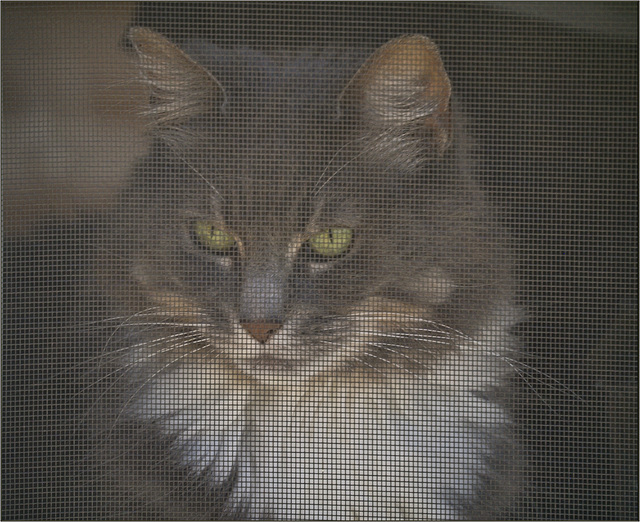 Cat, screen
