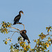 Double-crested Cormorants / Phalacrocorax auritus