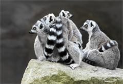 Lemur Cluster