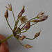 DSCN1424 - alho-bravo Nothoscordum gracile, Amaryllidaceae