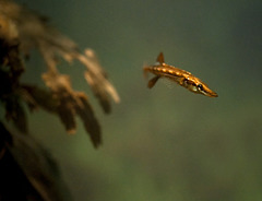 Spinachia spinachia; Aquarium Helgoland