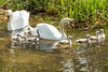 Canal Swans 11