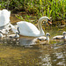 Canal Swans 11