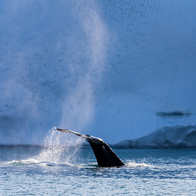 Diving Humpback