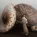 parasol mushrooms