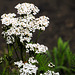 The Yarrow is about the last to hold it's blooms.