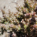 Euphorbia serpens, , Death Valley USA L1020033