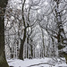 Ecclesall Woods summit in the snow 2