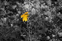 Herbstbeginn - Start of autumn