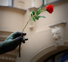 Rose in der Hand