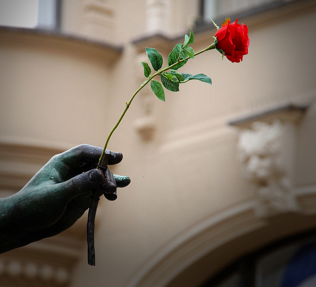 Rose in der Hand