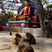 Swayambhu - also knows as monkey temple