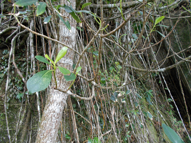 DSCN1427 - mangue-formiga ou cabelo-de-bruxa Clusia criuva, Clusiaceae