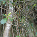 DSCN1427 - mangue-formiga ou cabelo-de-bruxa Clusia criuva, Clusiaceae