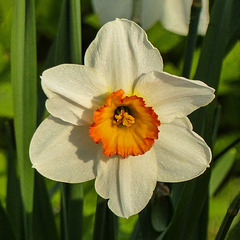 Day 3, Daffodil (Narcissus?) growing wild, Pt Pelee