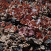 Euphorbia terracina, Death Valley USA L1020036