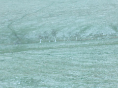 wst - snowy trunks [Arwen]