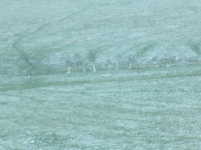 wst - snowy trunks [Arwen]