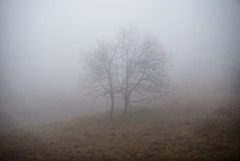 Nebel -  20160101