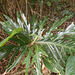 DSCN1428 - banana-imbé Philodendron bipinnatifidum (ex-selloum), Araceae