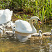 Canal Swans 12