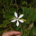 DSCN1429 - pata-de-vaca Bauhinia forficata, Fabaceae Caesalpinioideae