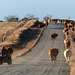 Modern-way cattle drive