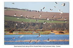 Black-backed Gulls - Cuckmere - Sussex - 15.1.2015