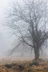 Nebel - 20160101