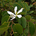 DSCN1430 - pata-de-vaca Bauhinia forficata, Fabaceae Caesalpinioideae