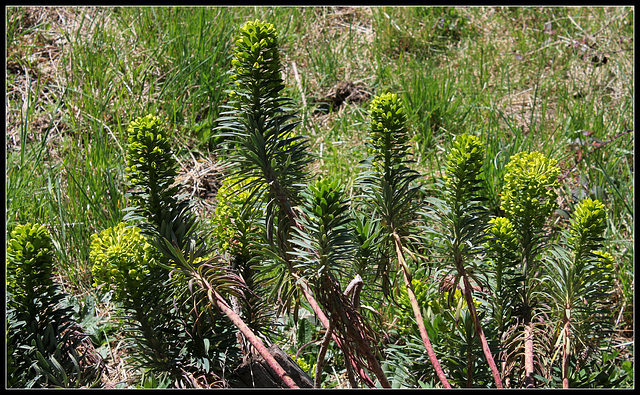 Euphorbia wulfenii (1)
