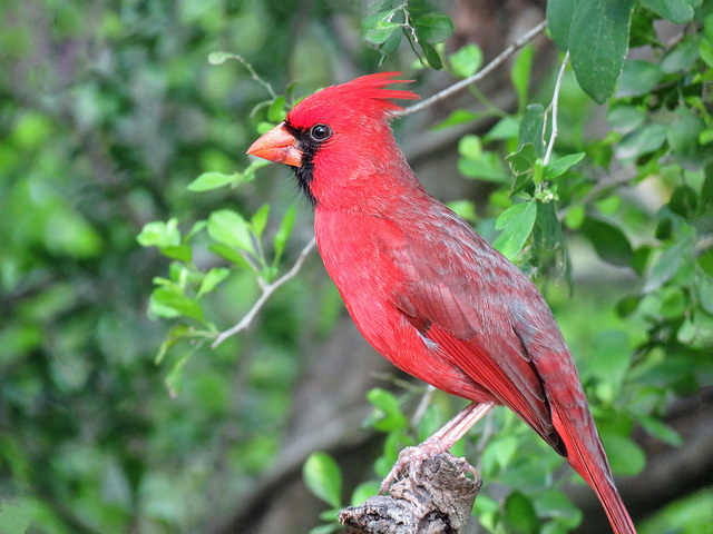 Day 7, Northern Cardinal male
