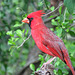 Day 7, Northern Cardinal male