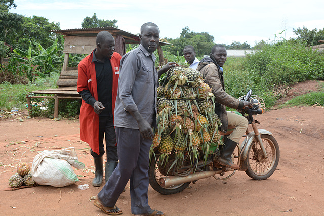Uganda, Great Pineapple Transport