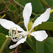 DSCN1430a - pata-de-vaca Bauhinia forficata, Fabaceae Caesalpinioideae