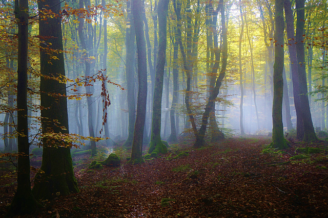 Dem Licht entgegen ... Towards the light ...