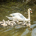 Canal Swans 14