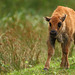 Jeune bison européen