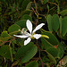 DSCN1431 - pata-de-vaca Bauhinia forficata, Fabaceae Caesalpinioideae
