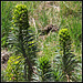 Euphorbia wulfenii (2)
