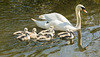Canal Swans 15