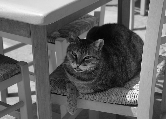 Cafe cat in Naxos.