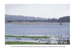 Wildfowl on the water meadows - Cuckmere - Sussex - 15.1.2015