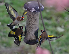 Food Fight. Goldfinches