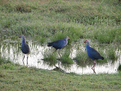 the purple swamphen group