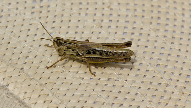 GrasshopperIMG 5629