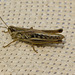 GrasshopperIMG 5629