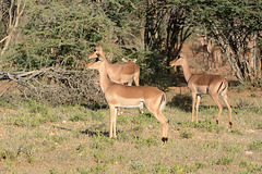 Namibia, Three Female Impalas in the Erindi Game Reserve