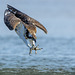 balbuzard pecheur  à l'attaque .Pandion haliaetus - Western Osprey