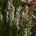 Spiranthes odorata (Fragrant Ladies'-tresses orchid) in the Bog Garden